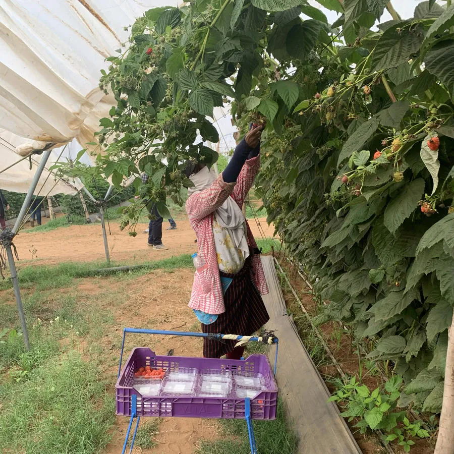 A worker in a Moroccan strawberry farm
