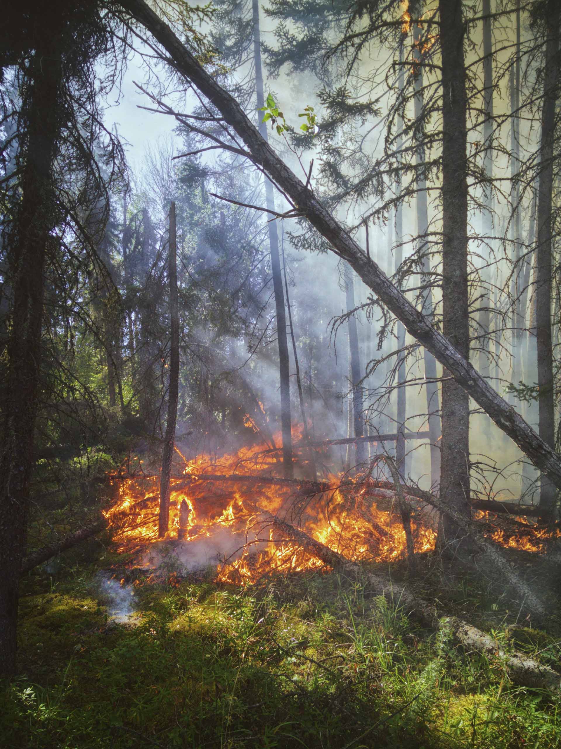 Forest fires - Environmental Management at the University of Hull