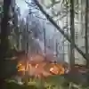 Forest fires - Environmental Management at the University of Hull