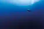 scuba diver swimming in the ocean 
