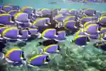 Vibrant shoal of Surgeonfish swimming in clear ocean 