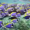 Vibrant shoal of Surgeonfish swimming in clear ocean