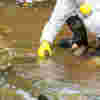 Person dressed in protective clothing crouching down in river to take water sample