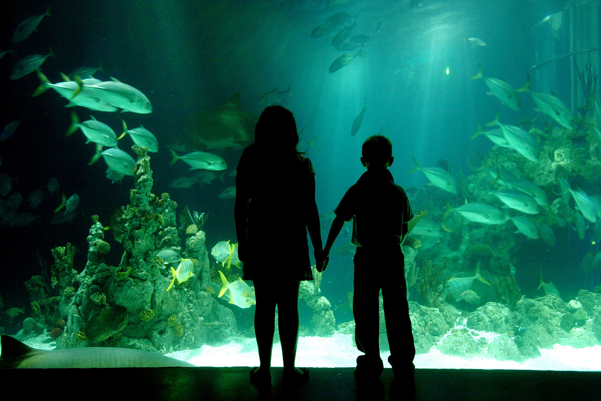 two childen stood in the foreground with a large aquarium fishtank  in the background