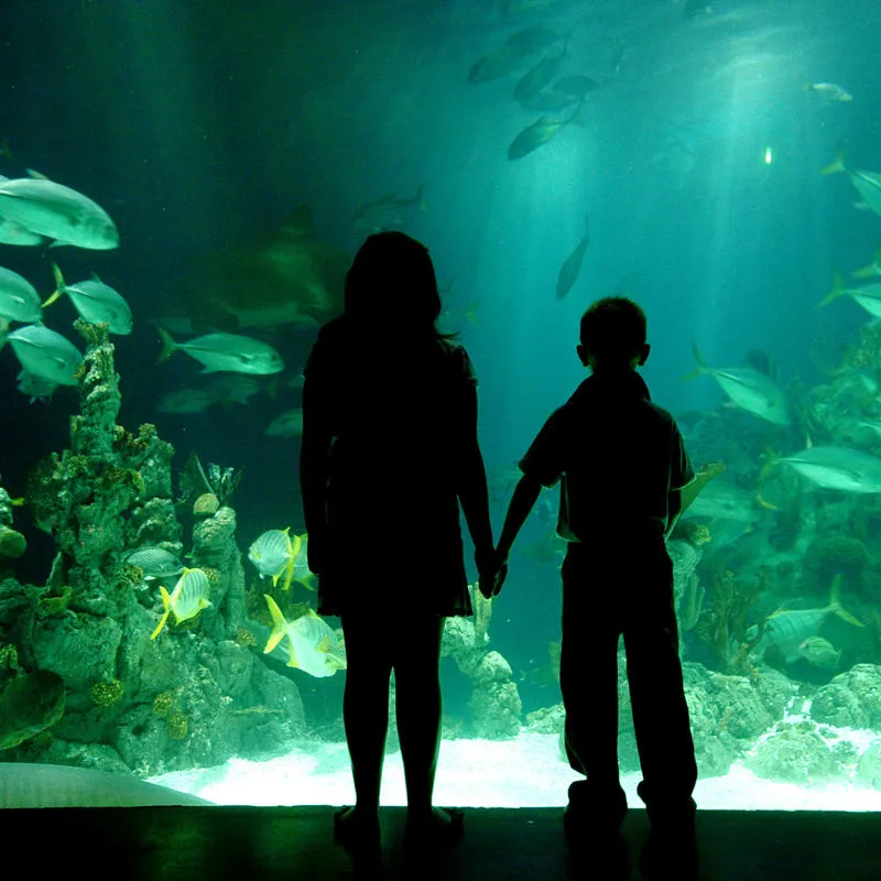 Two people holding hands while observing a variety of fish at an aquarium