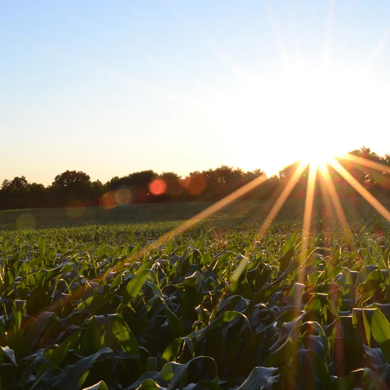 Sunrise over a green field of crops