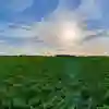 A green pea field on a sunny day
