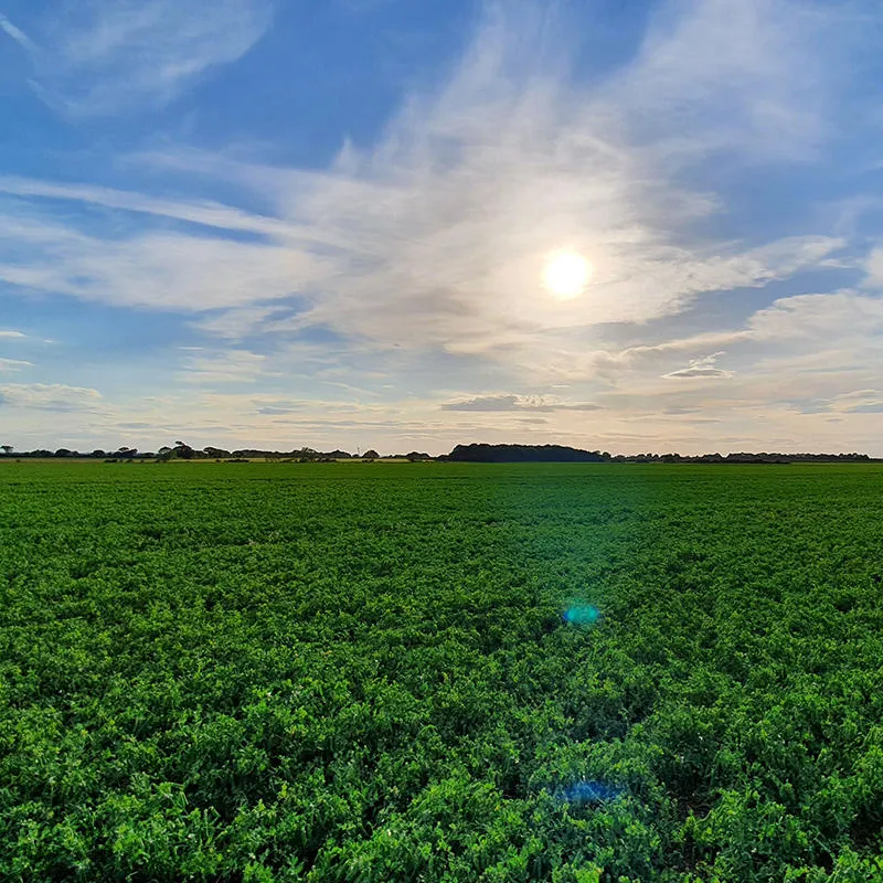 A green pea field on a sunny day