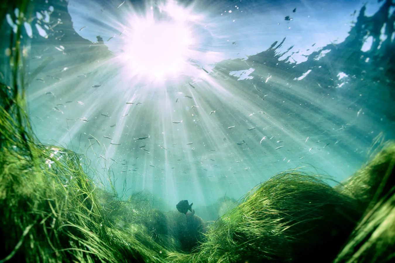shallow water filled with lush grass and marine life, penetrated by the suns vibrant rays