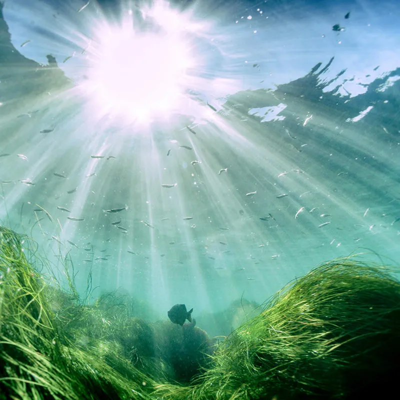 shallow water filled with lush grass and marine life, penetrated by the suns vibrant rays