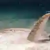 Waste pipe vents in water