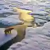 Polar bear in a melting icy environment