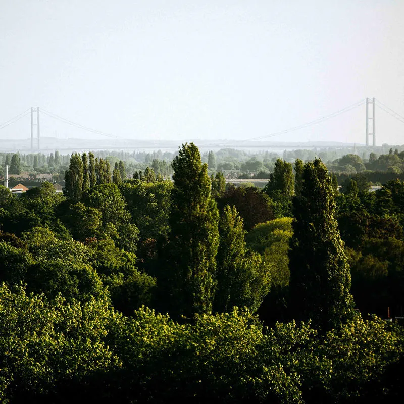 view of the Humber bridge through green trees from the University of Hull