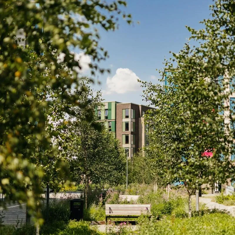 Some of the blocks of Westfield Court seen through gaps in the trees and foliage planted between them.