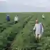 Agricultural workers in a field