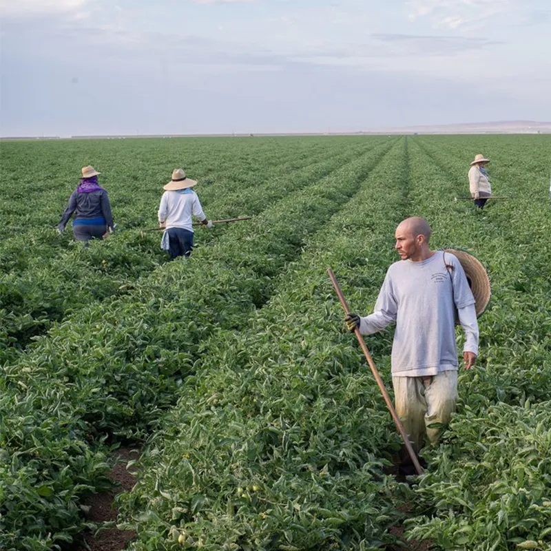 Agricultural workers in a field