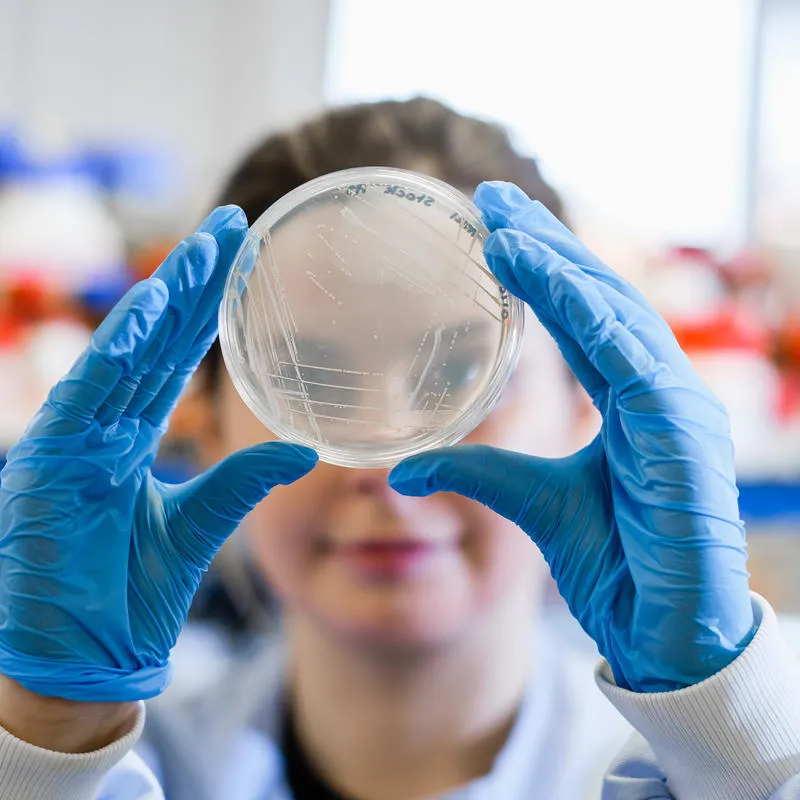 A researcher holds a petri dish with gloved hands