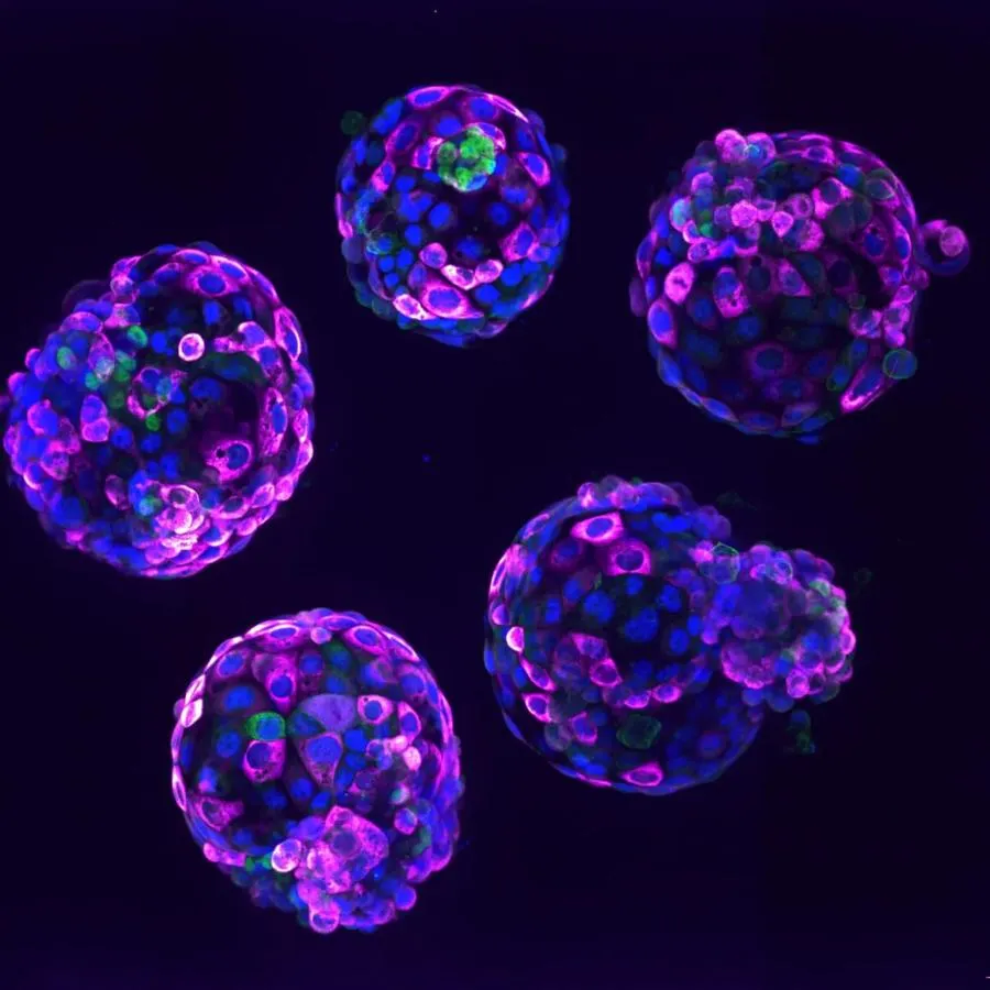 Embryo model