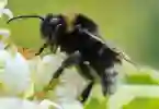 Bee on privet flower