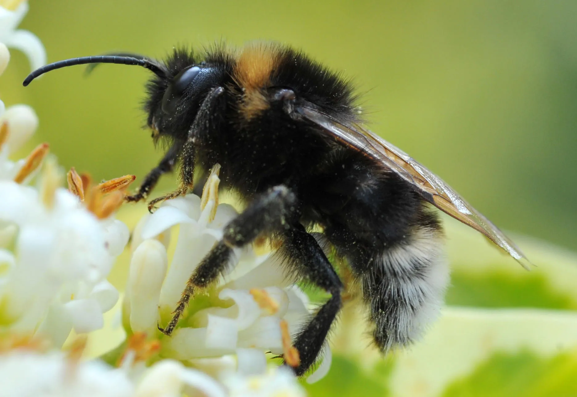 Bee on privet flower