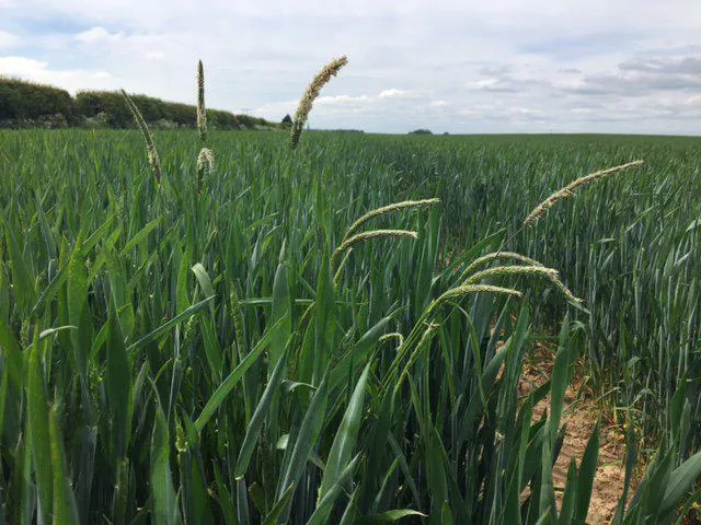 Black grass in a field