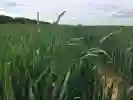 Black grass in a field