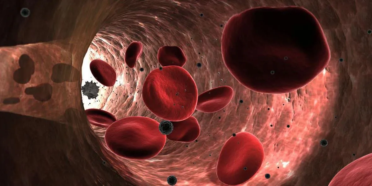 Red blood cells seen through a microscope