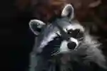 Black and white animal, raccoon, looking at camera with head tilted to left