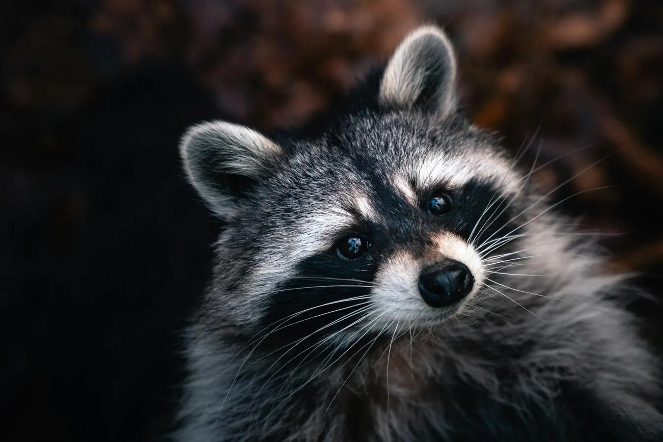 Black and white animal, raccoon, looking at camera with head tilted to left