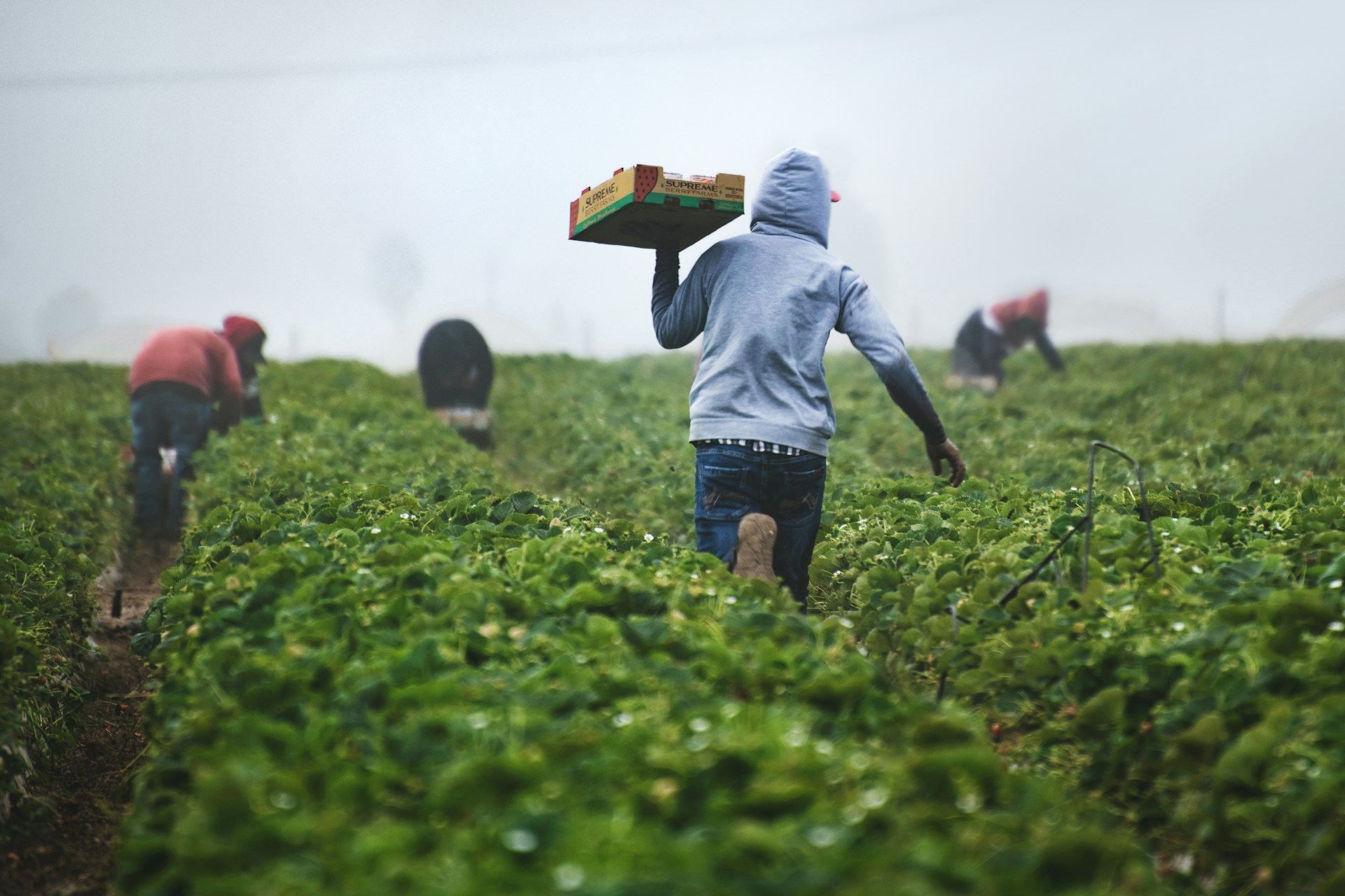 Farm workers harvesting in a field of crops