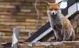 Fox on top of roof building looking at the camera