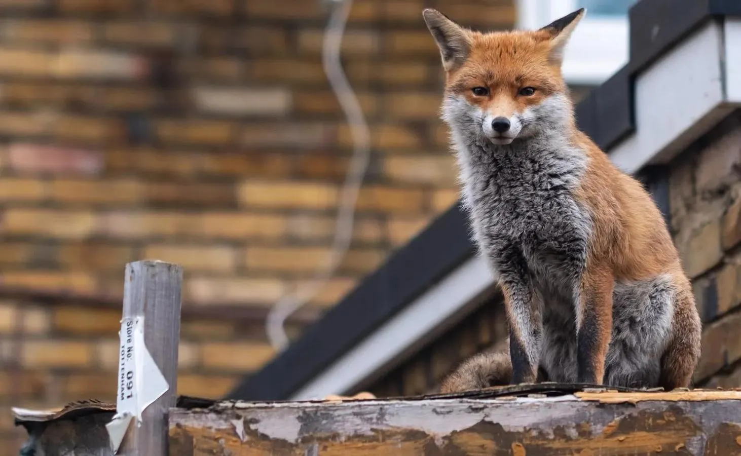 Fox on top of roof building looking at the camera
