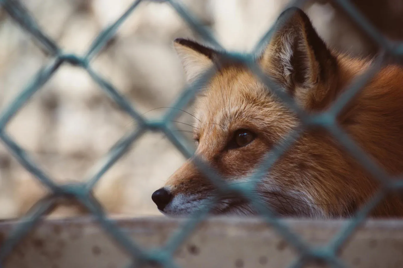 A fox looks through a chain link fence