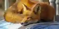 Fox curled up on chair with eyes closed