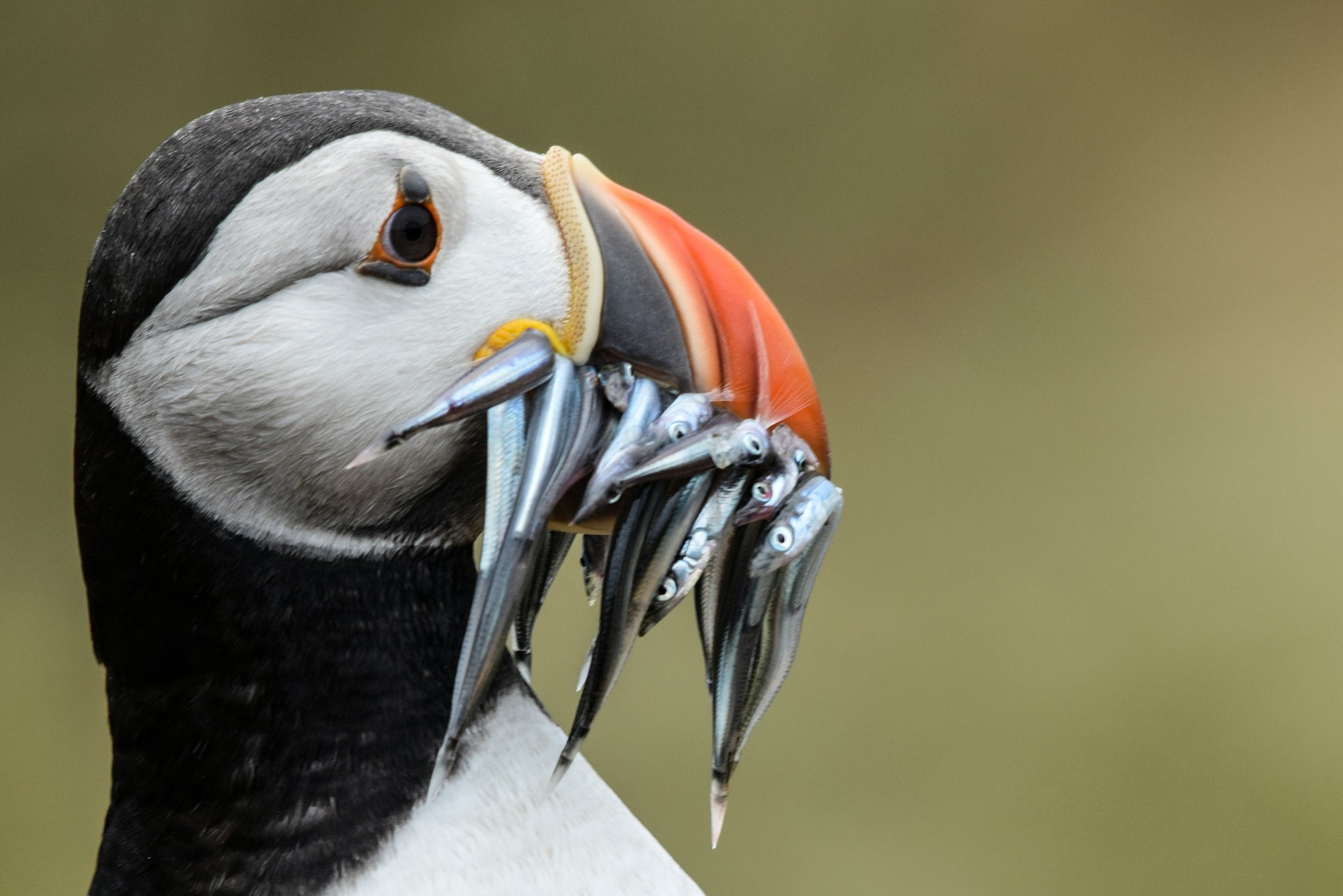 Seabirds return to Flamborough for the start of nesting season in March A puffin with a beak full of fish