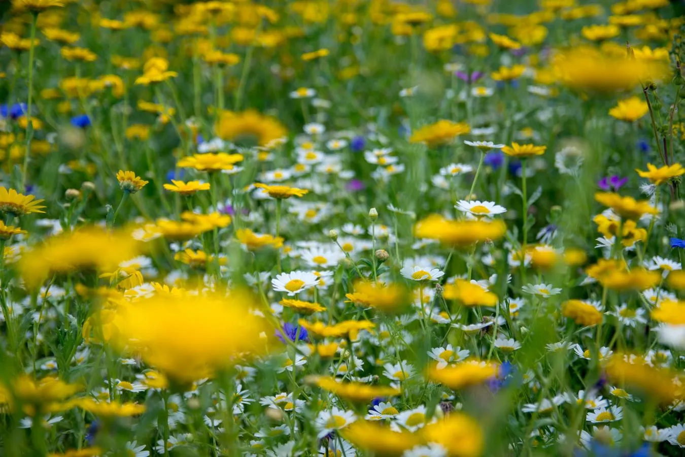 A field of flowers