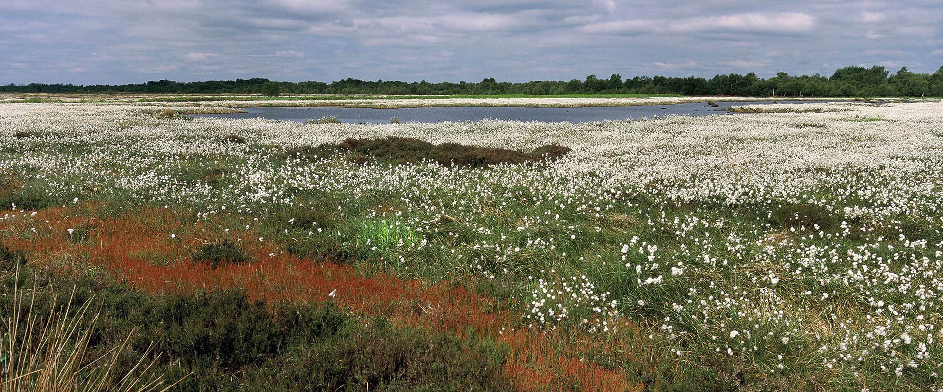 Restoring former peat cuttings, Thorne Moors, Humberhead Levels. Thorne Moors are a remnant of the wetlands that once occupied most of the lowland between Doncaster and the Humber Gap, and have been heavily impacted by human activity including draining, farmland reclaimation and peat extraction – it is estimated that around 50% of Thorne Moors peat is now buried under farmland, and the remaining area is degraded but has potential for restoration. Photo: ©Peter Roworth, FRPS, 2009 Peatland with white flowers and a pond