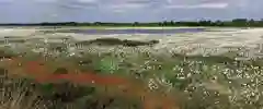Peatland with white flowers and a pond