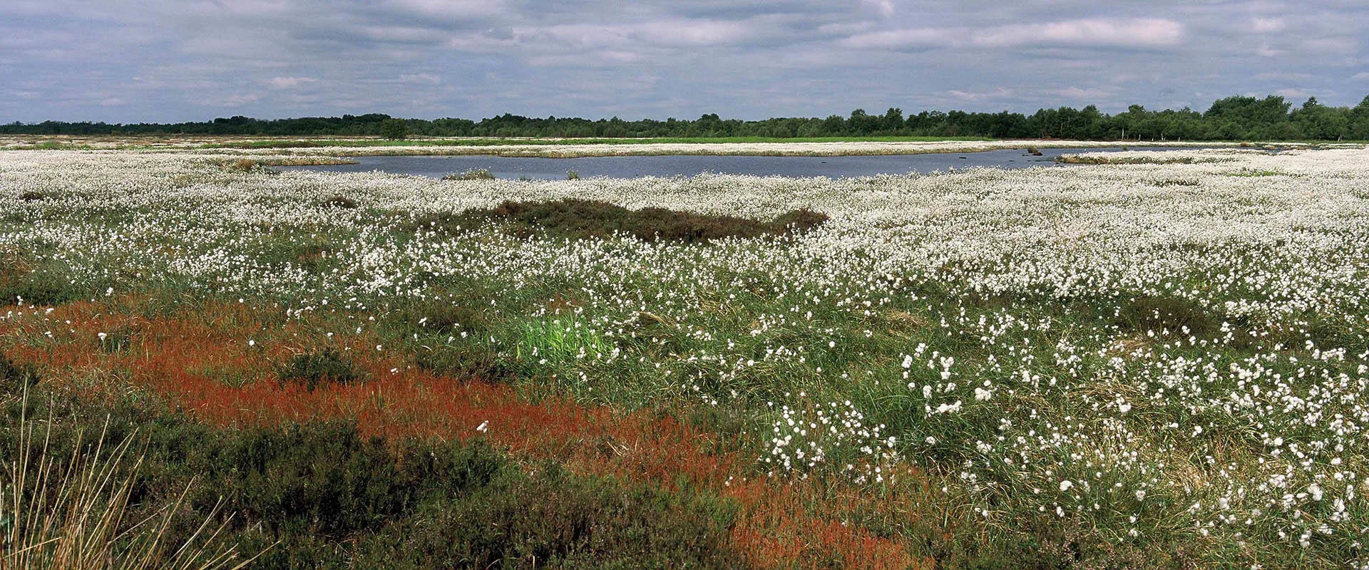 Peatland with white flowers and a pond