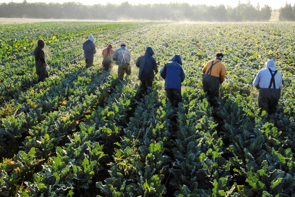 Broccoli Farming