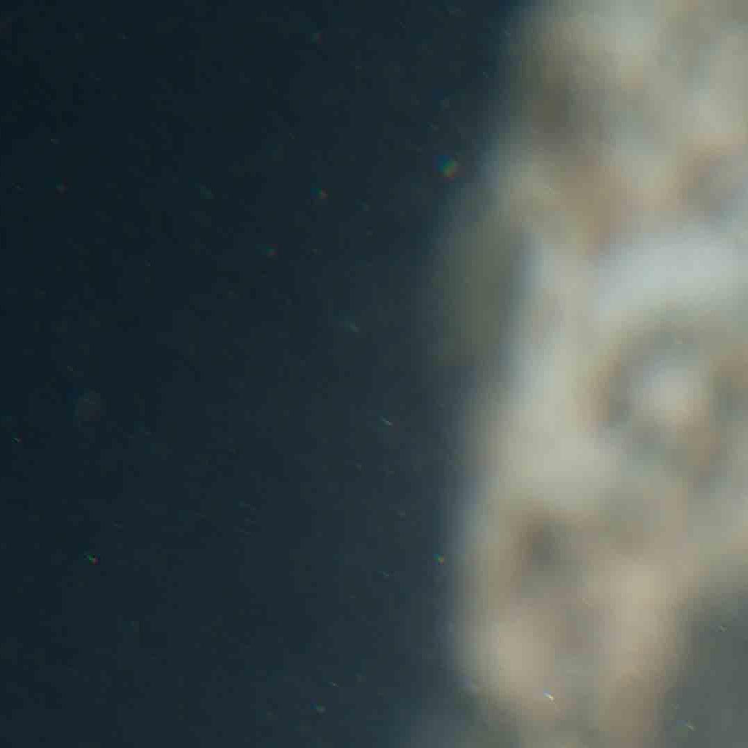 Shore Crab with eggs and larvae UNI-4388 copy