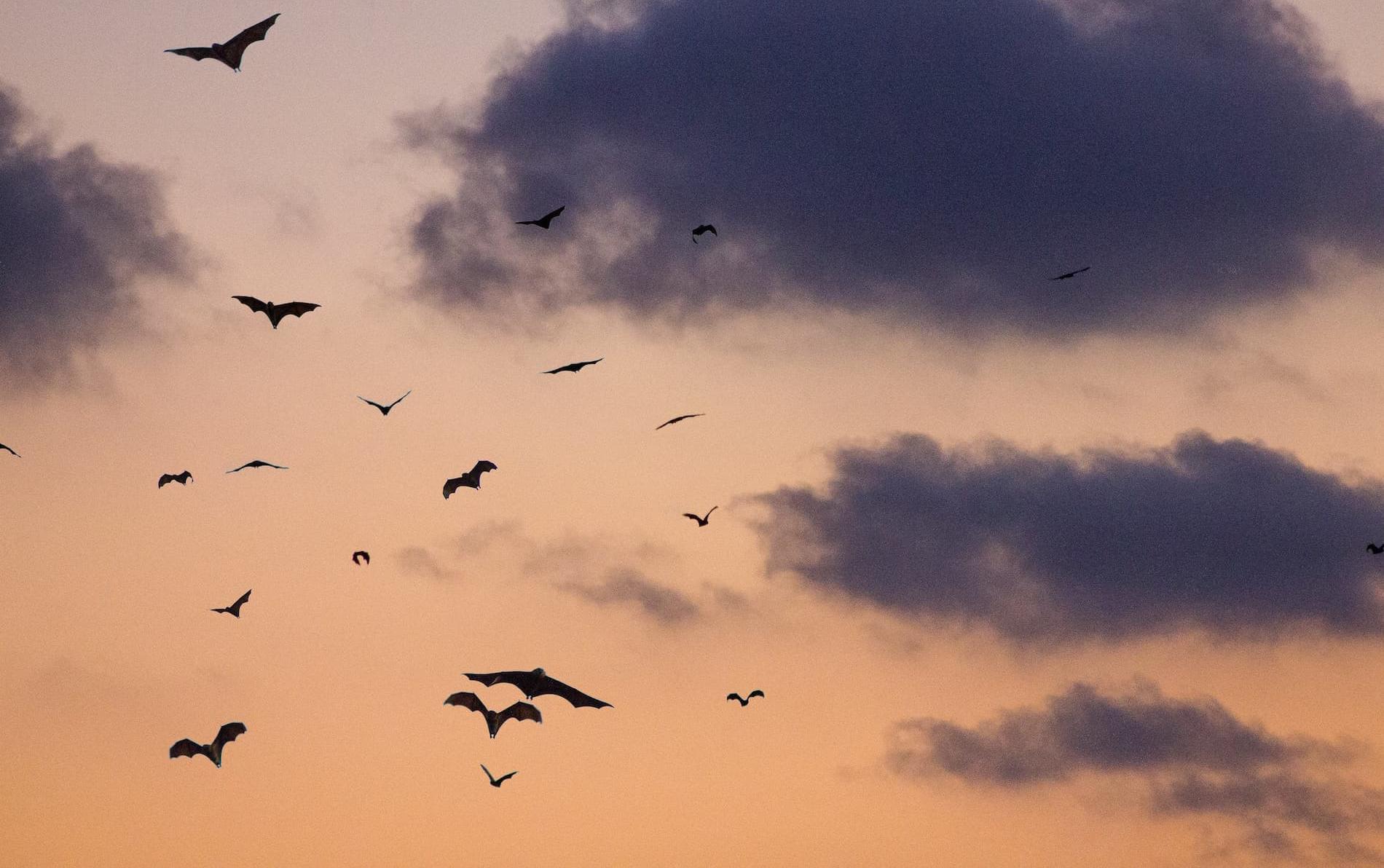 A colony of bats flying at dusk