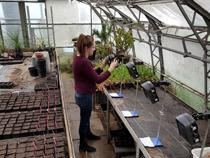 Researchers helping farmers tackle deadly weed wreaking havoc across English countryside