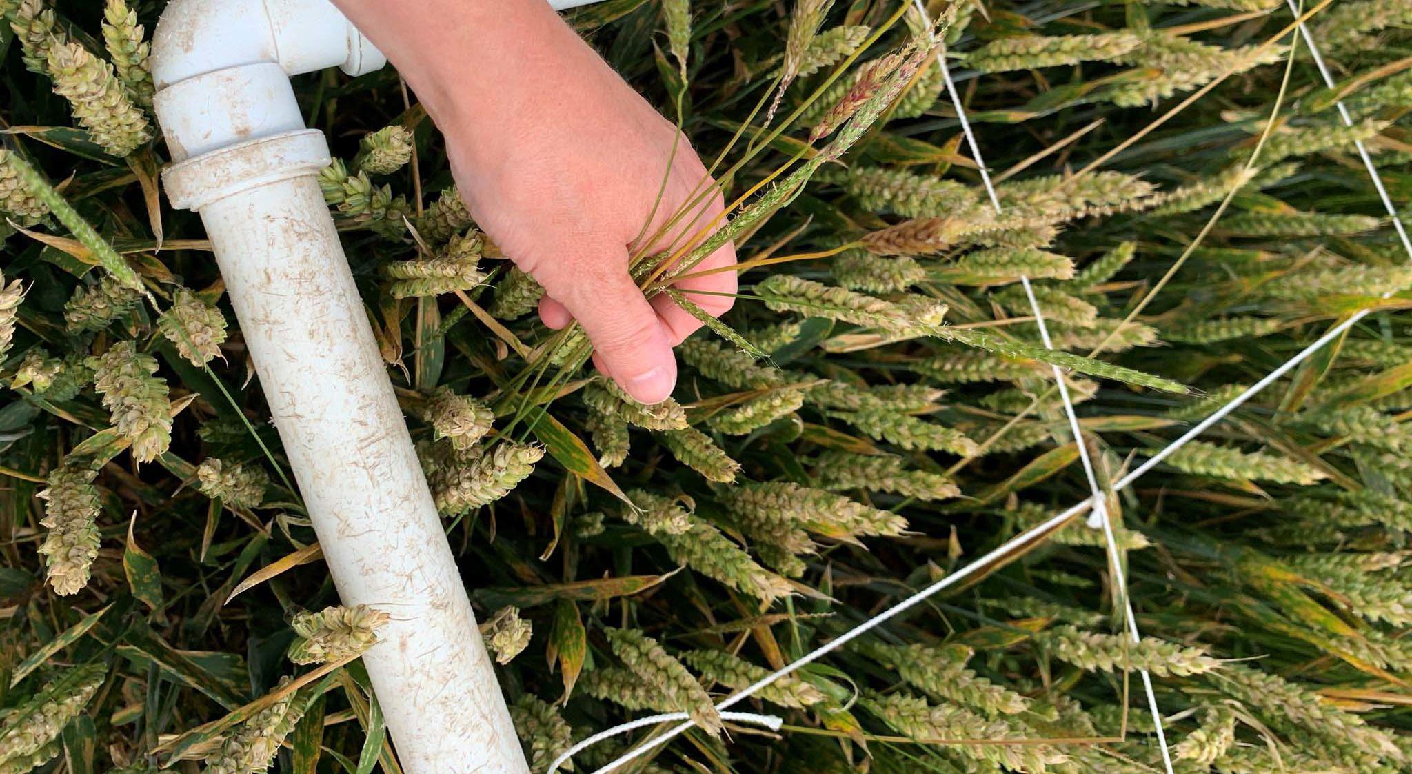 Farmer removes Black Grass from a field of wheat