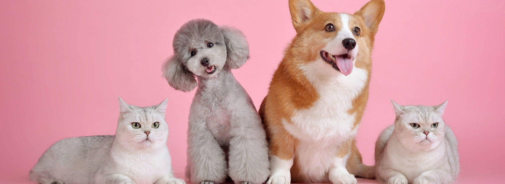 Dog and cat lovers sought for University of Hull animal psychology research | University of Hull Dog and cat lovers sought for University of Hull animal psychology research | University of Hull