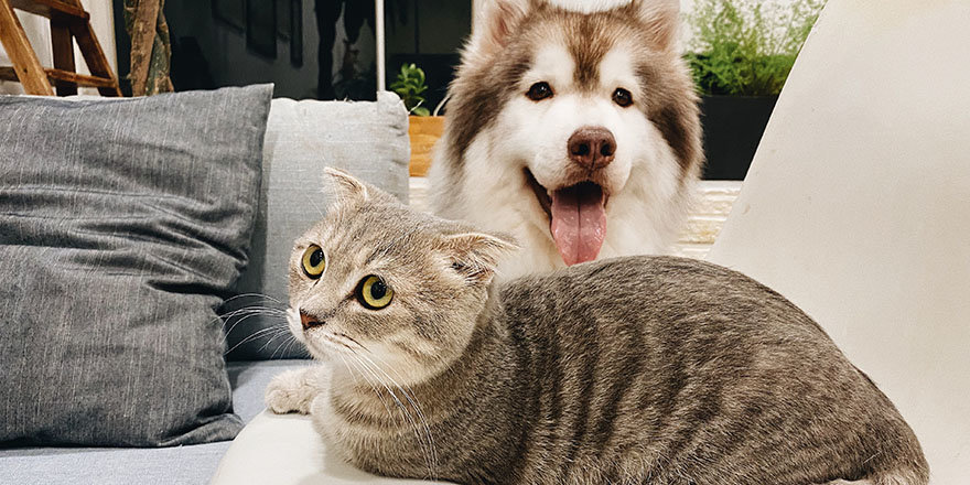 a dog and a cat looking at the camera