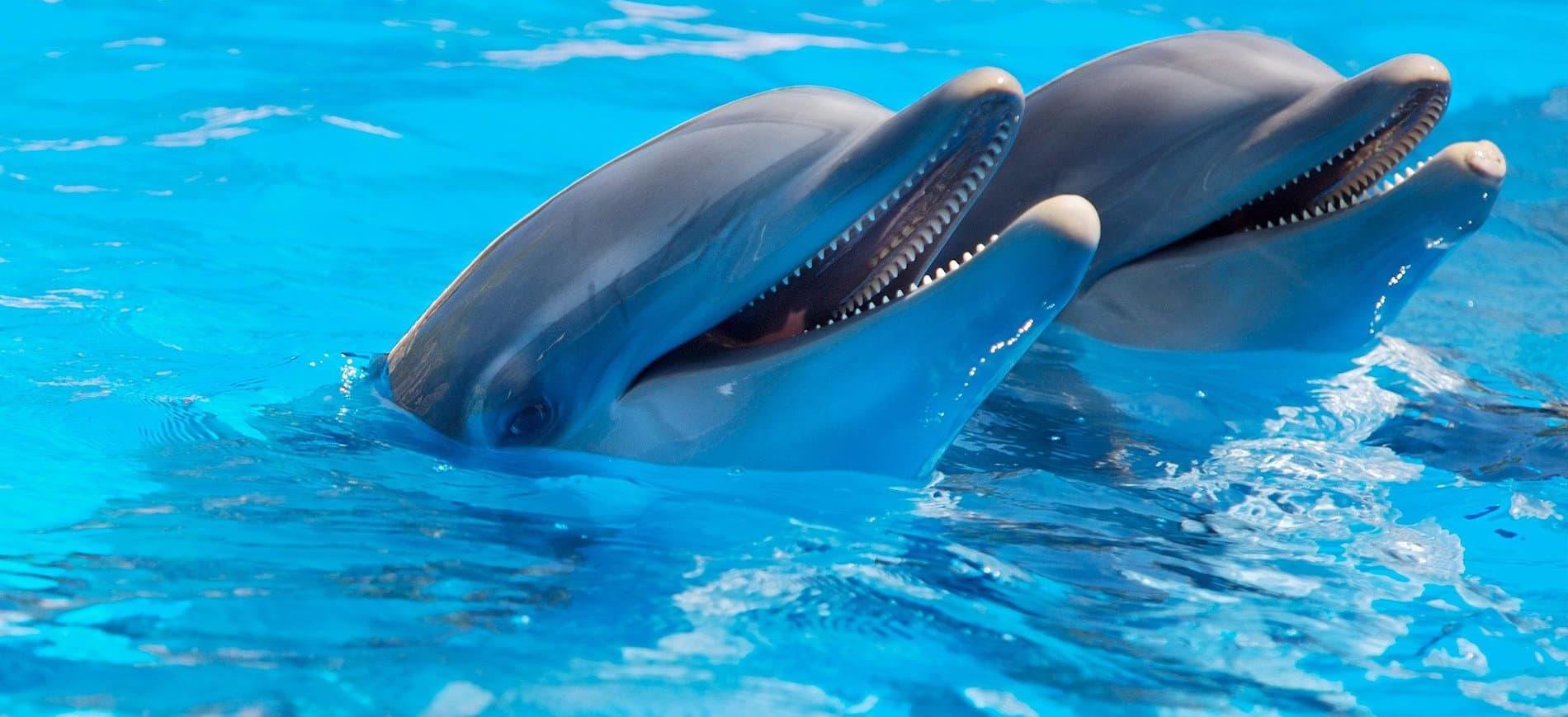 Dolphins