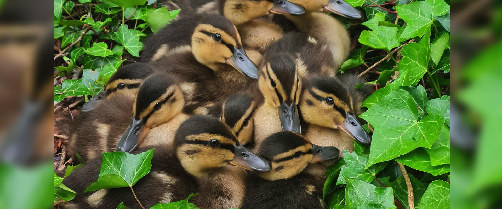 new ducklings grouped together in grass