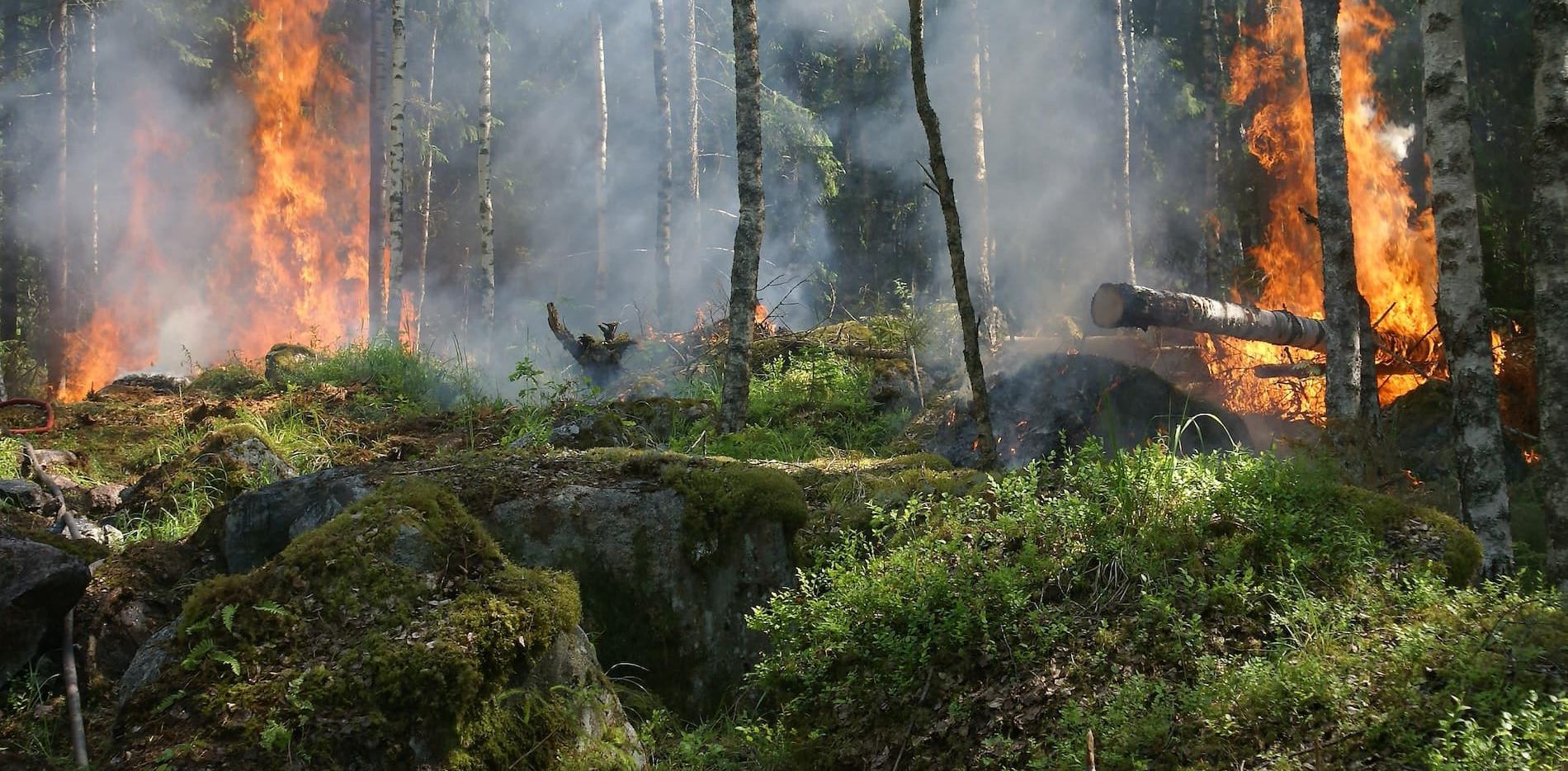 A forest fire