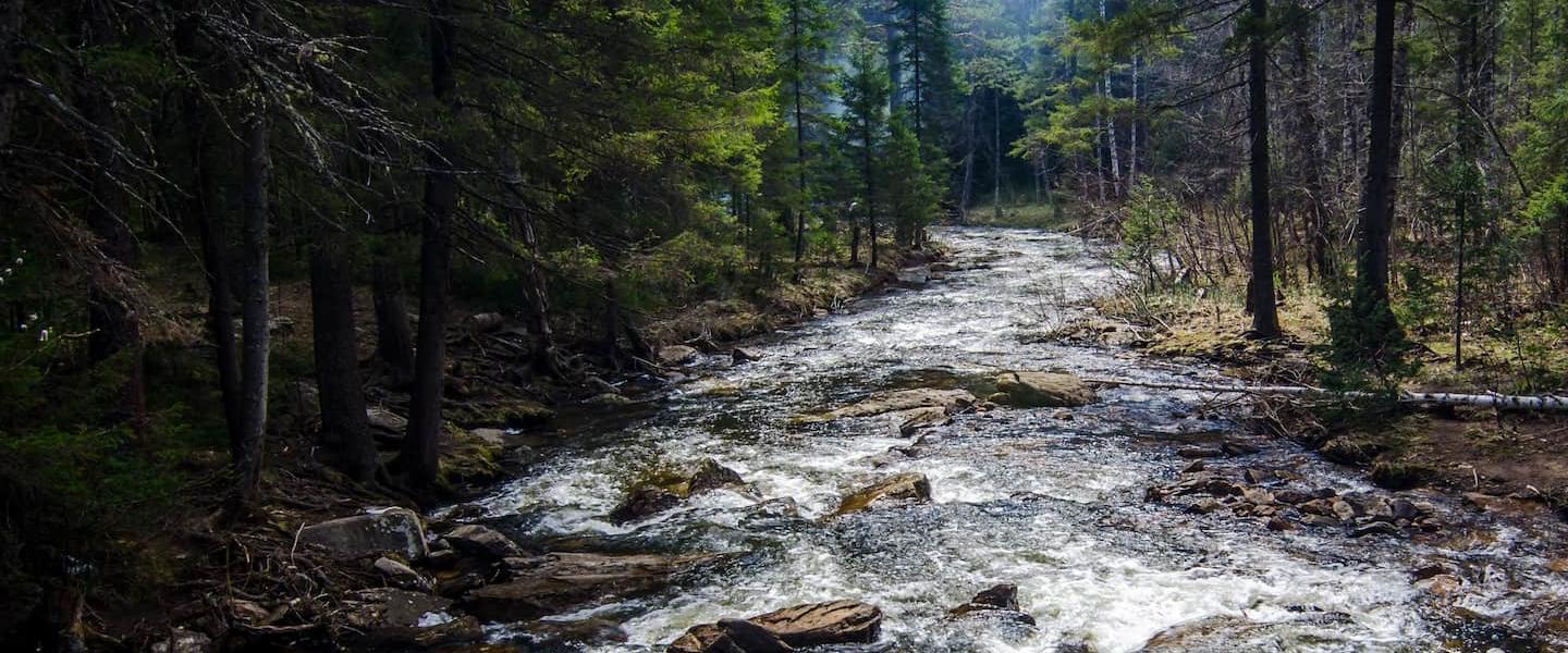 Forest river